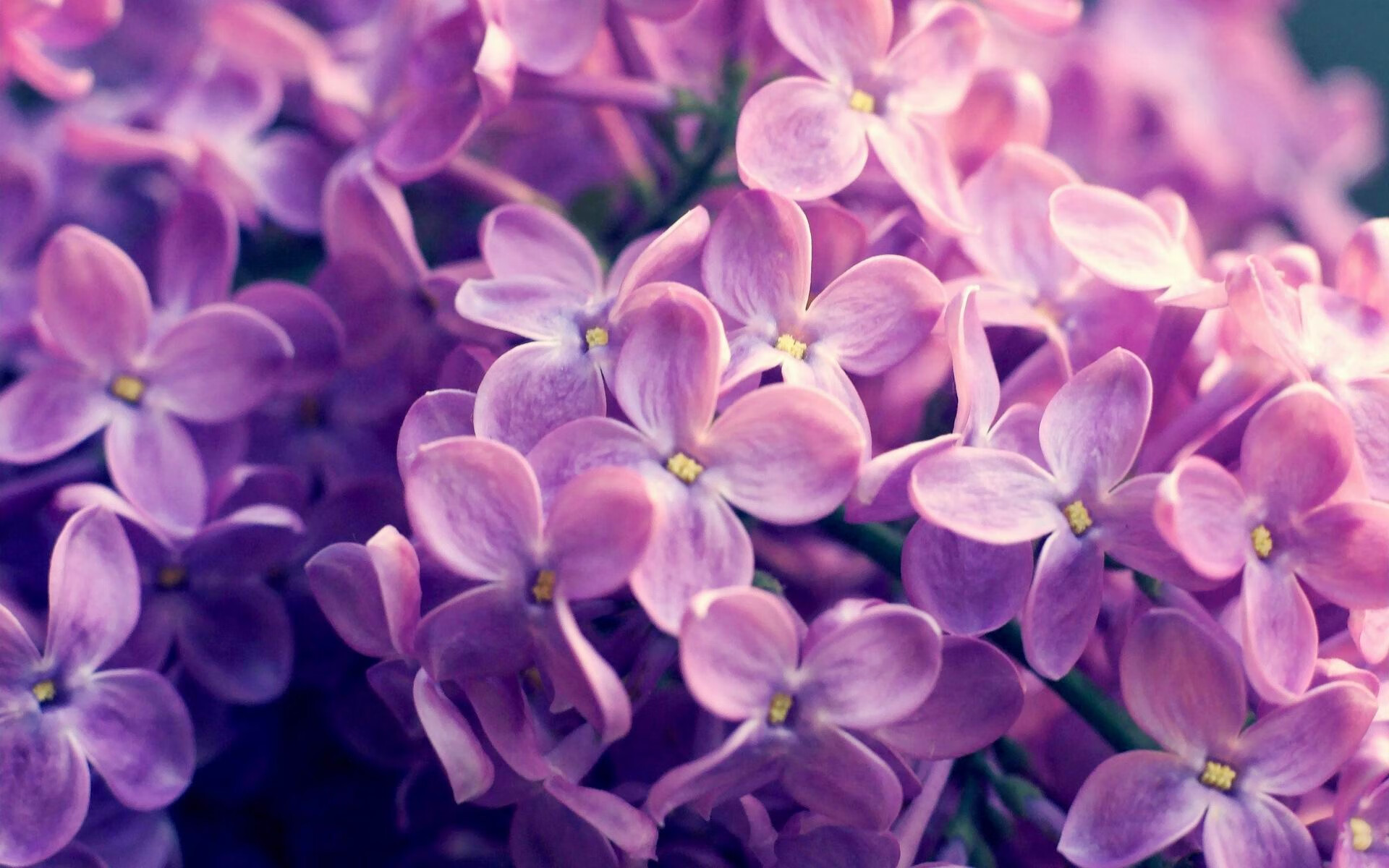 熊猫体育全站-著名球员开设足球训练营，传授技巧经验，足球职业球员训练